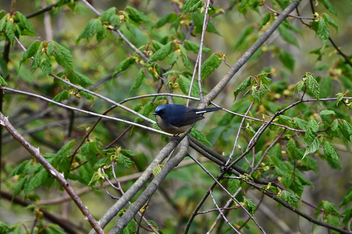Slaty Blue Flycatcher | Photo by Liu Bin