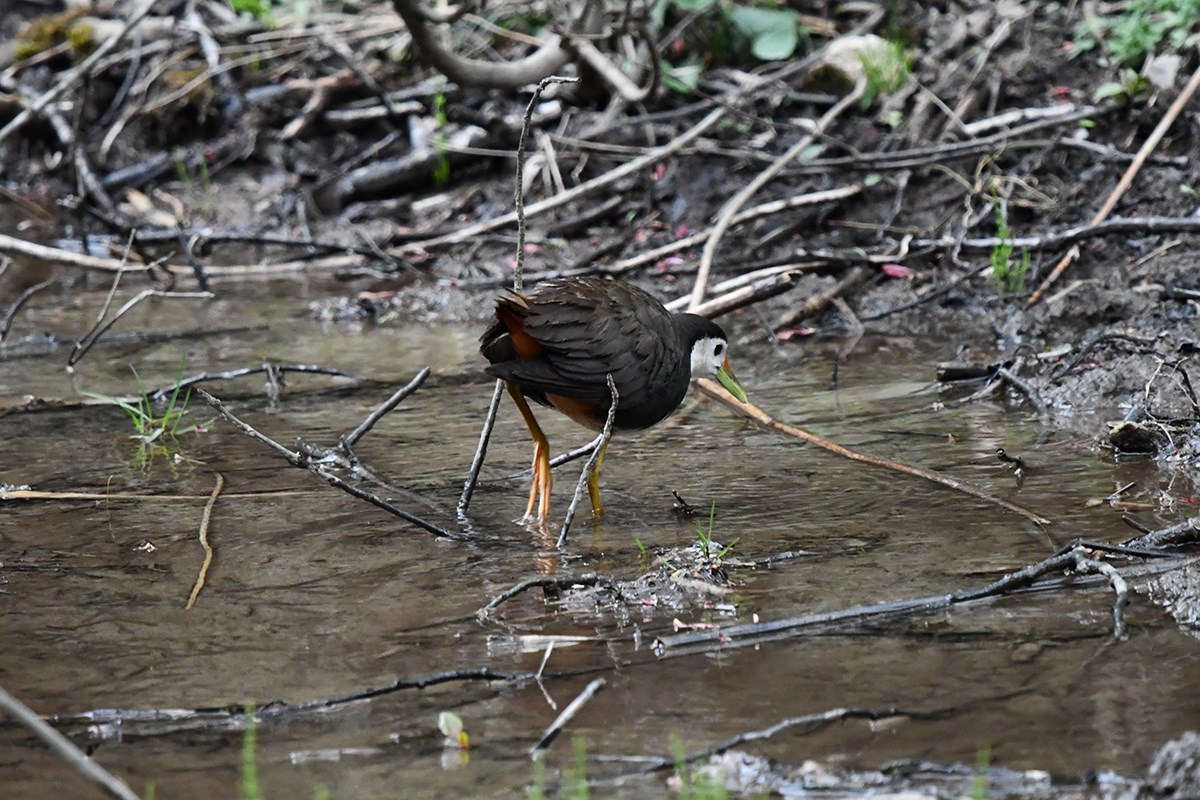 White Breasted Waterhen | Photo by Liu Bin