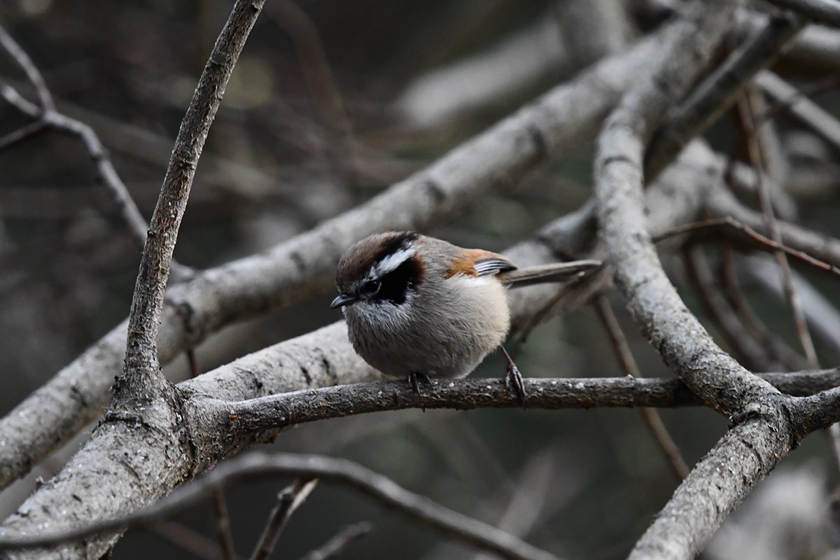White Browed Fulvetta | Photo by Liu Bin