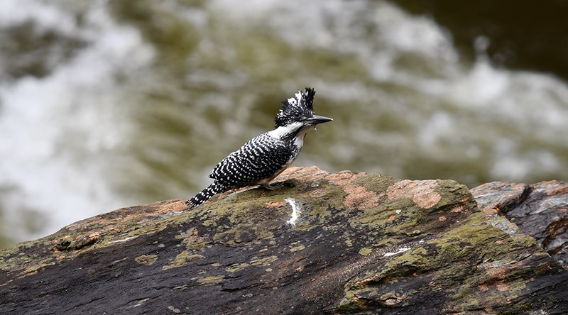 Crested Kingfisher