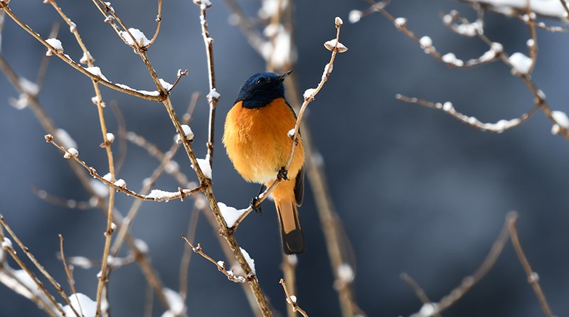 Blue-fronted Redstart