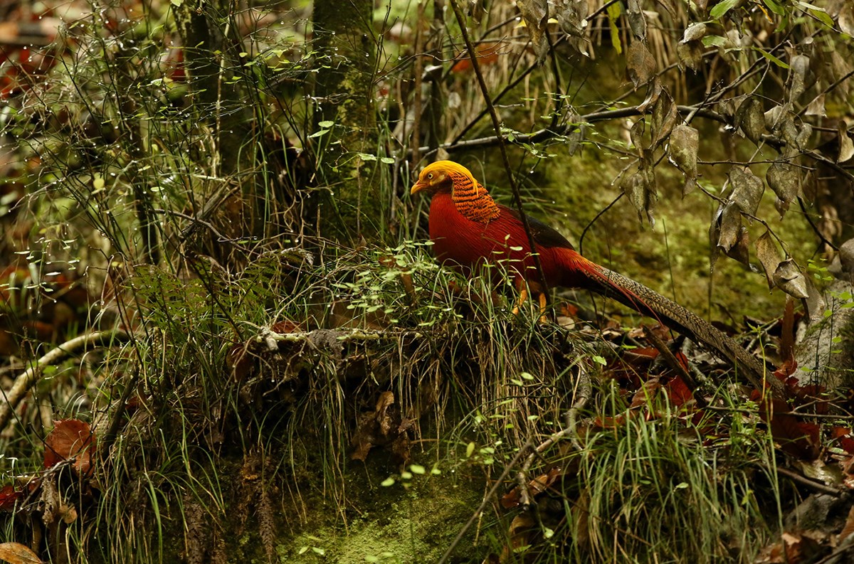 Golden Pheasant | Photo by Thierry Quelennec