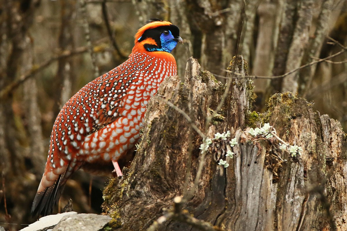 Temmincks Tragopan | Photo by Thierry Quelennec