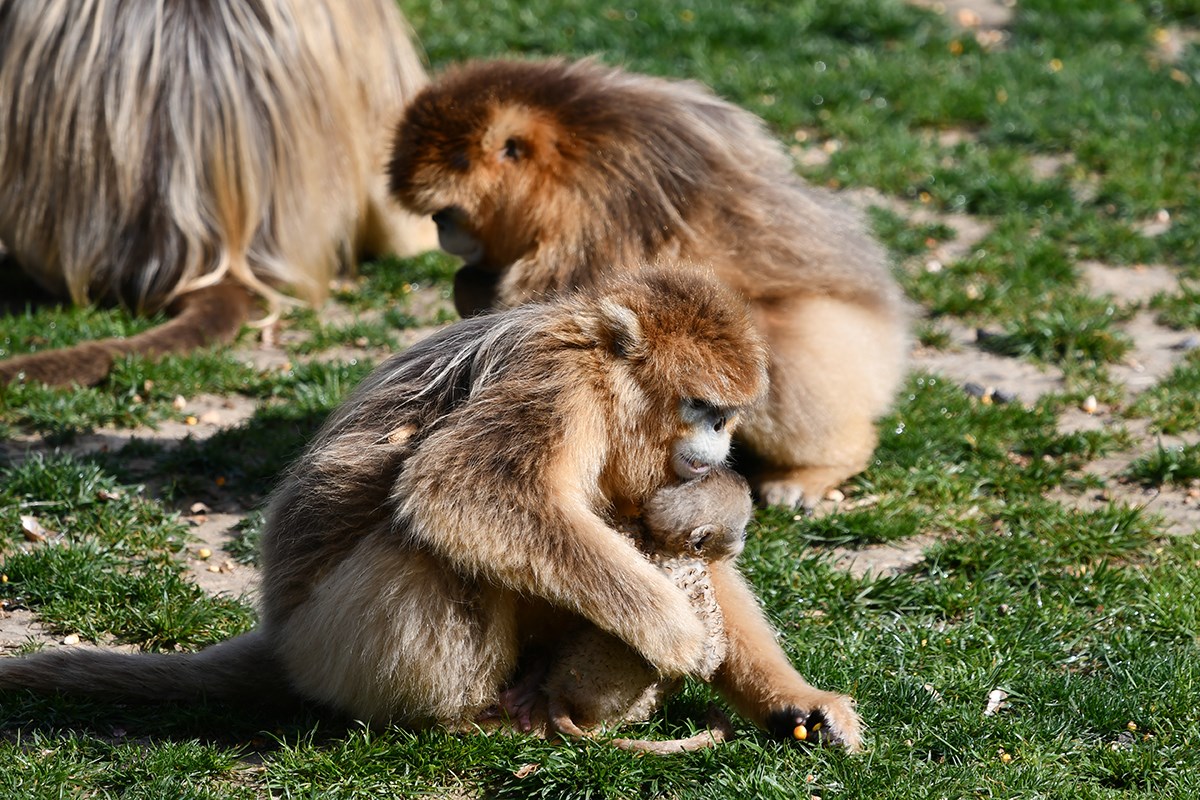 Golden Snub Nose Monkey | Photo by Liu Bin