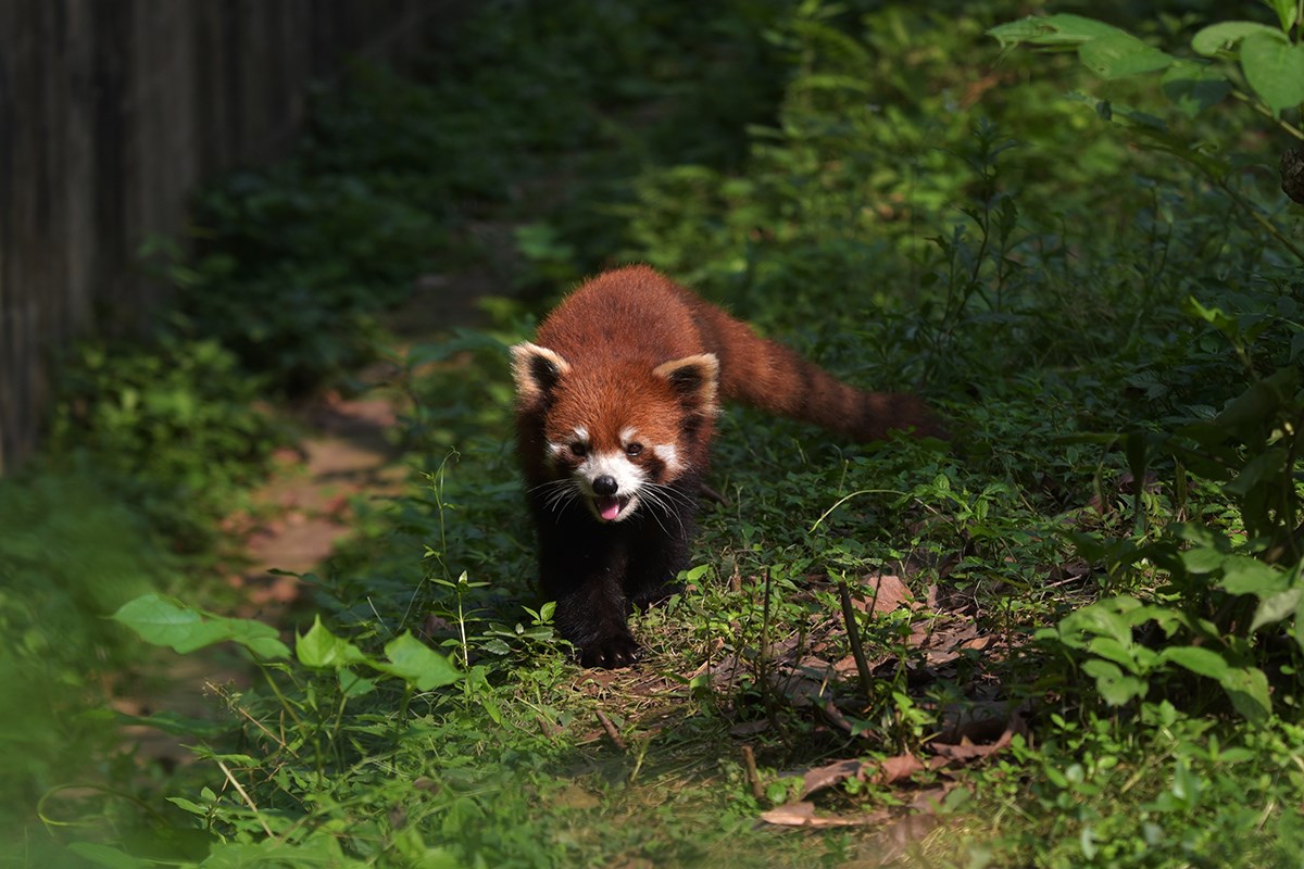 Red Panda | Photo by Liu Bin