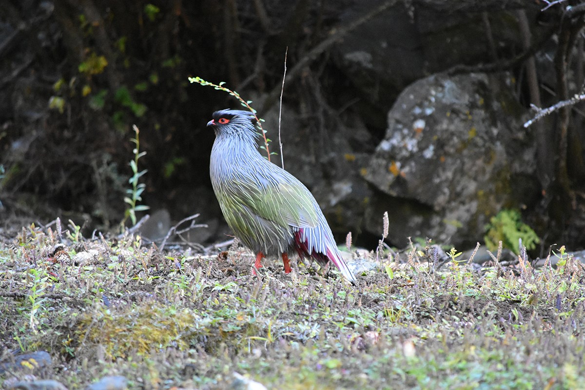 Blood Pheasant | Photo by Liu Bin