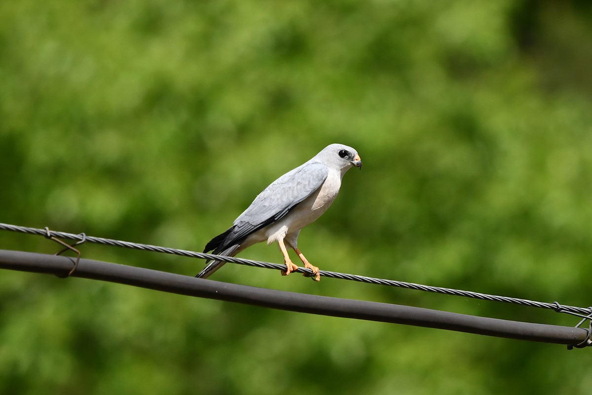 Chinese Sparrowhawk | Photo by Liu Bin
