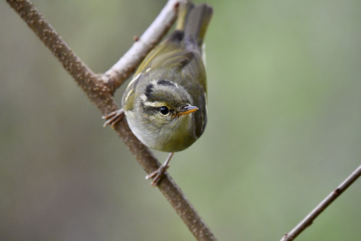 Claudias Leaf Warbler | Photo by Liu Bin