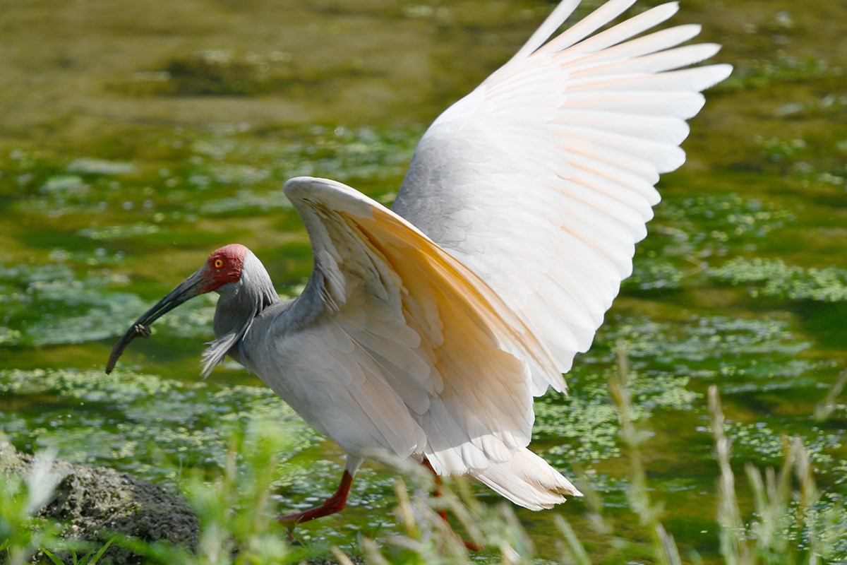 Crested Ibis | Photo by Liu Bin