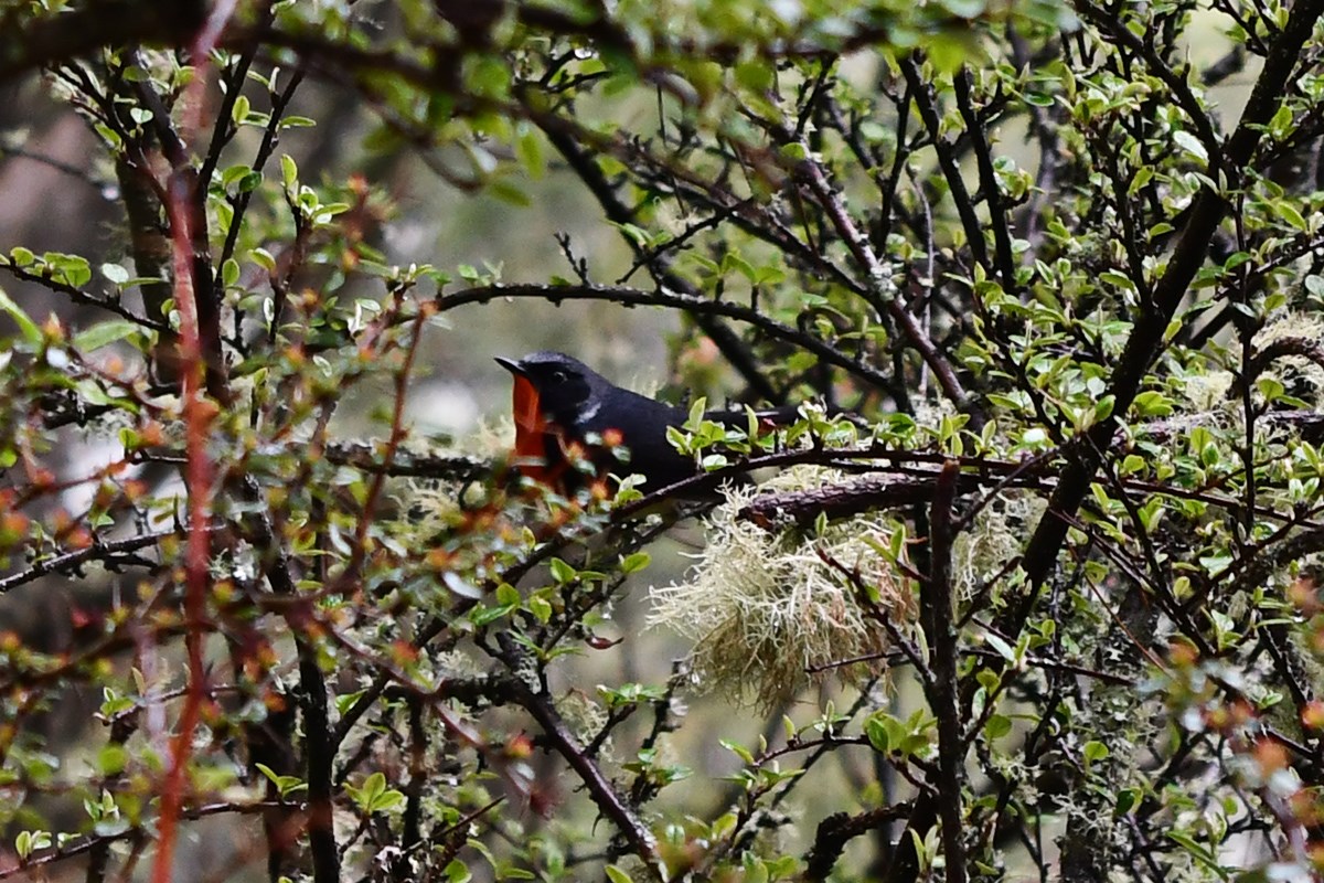 Firethroat | Photo by Liu Bin