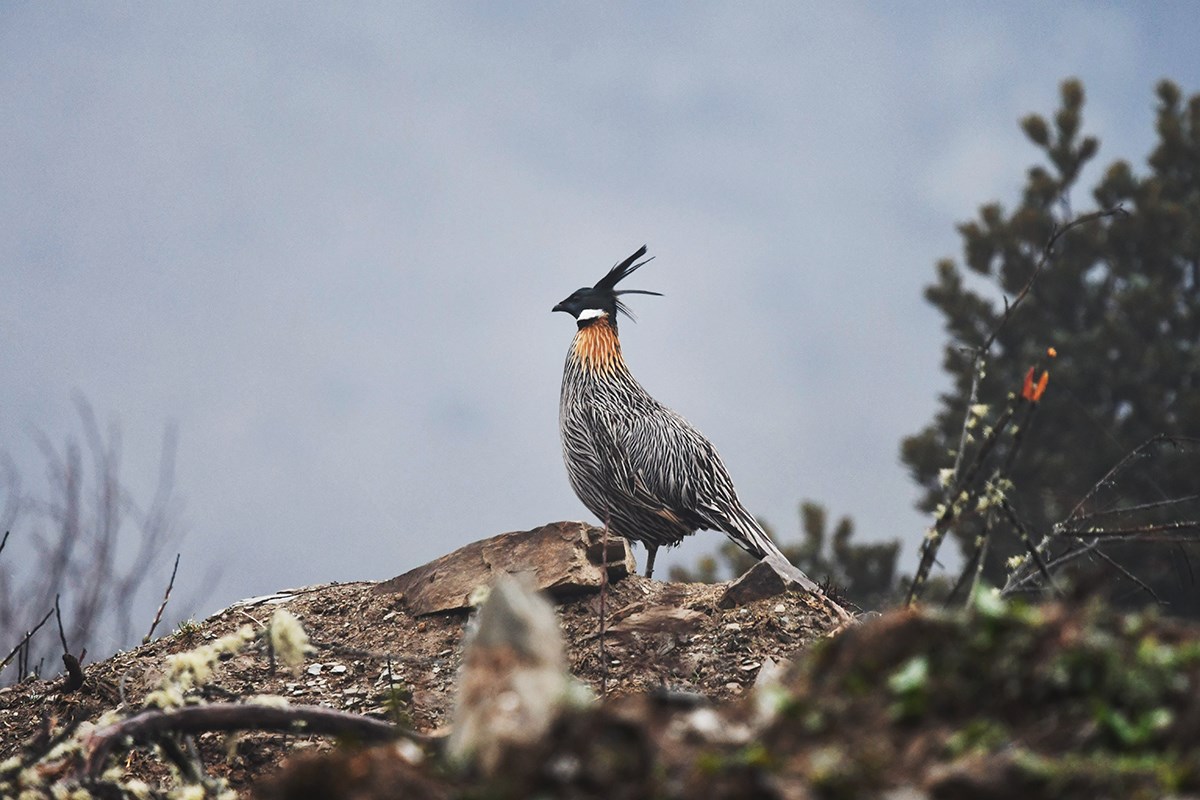 Koklass Pheasant  | Photo by Liu Bin