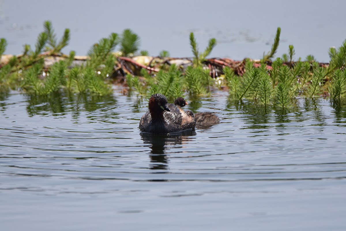 Little Grebe | Photo by Liu Bin