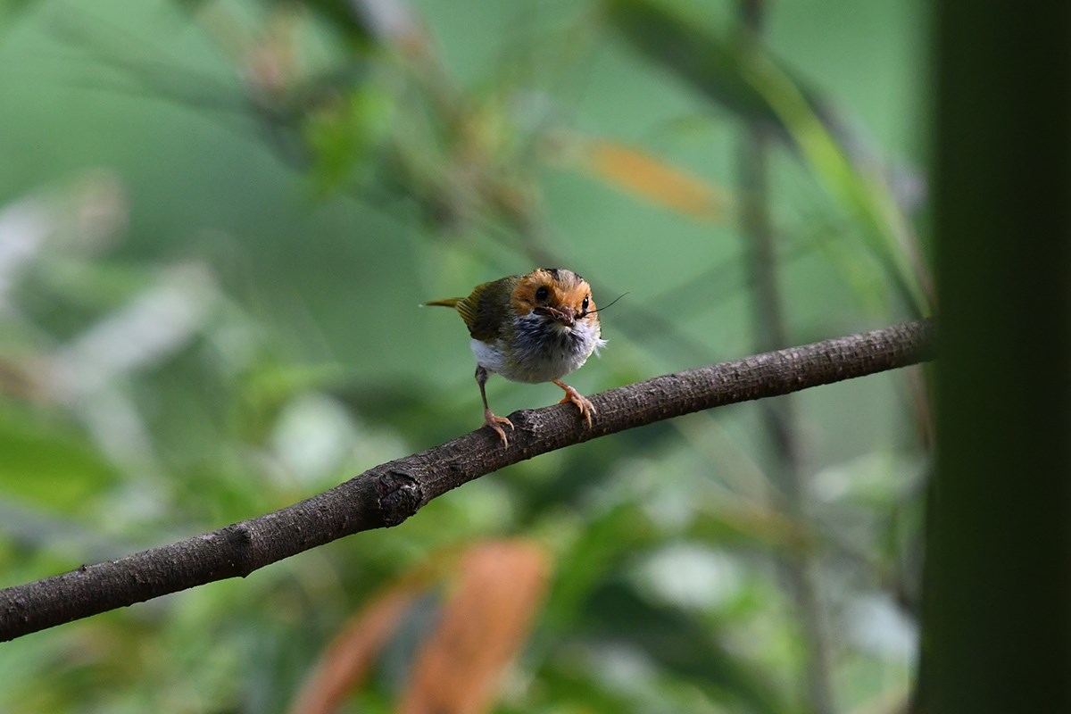Rufous Faces Warbler | Photo by Liu Bin