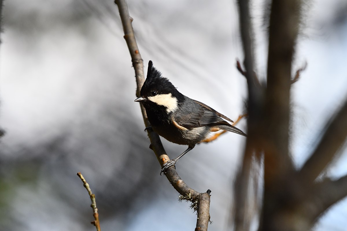 Rufous Vented Tit | Photo by Liu Bin