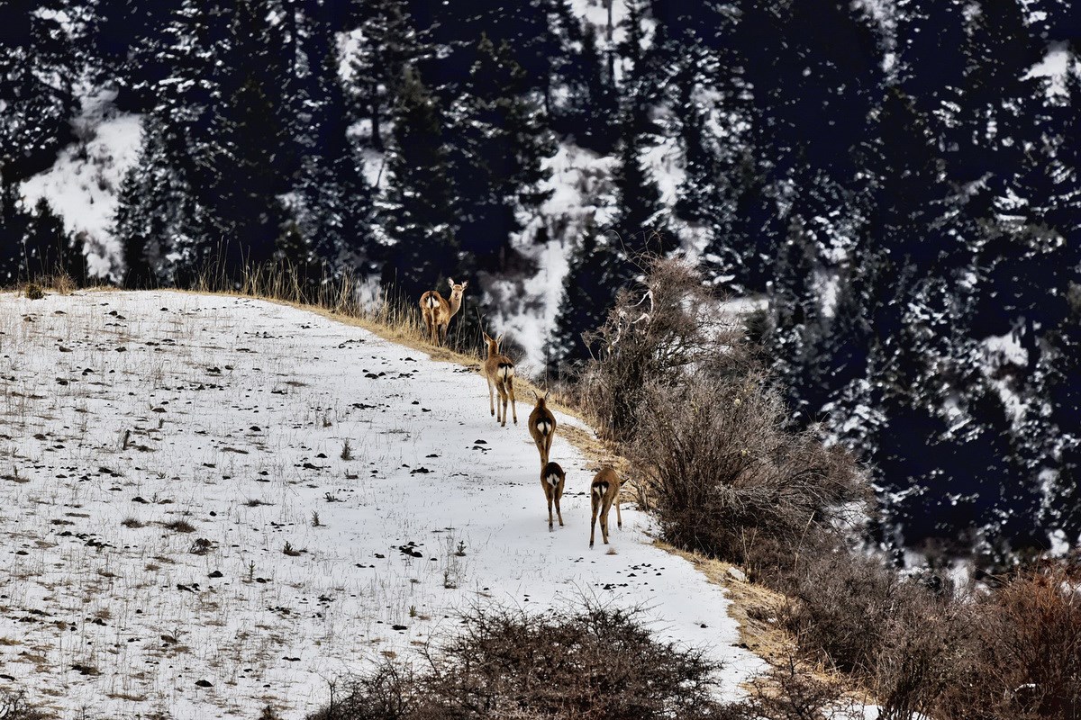 Sichuan Sika Deer in Tiebu Reserve | Photo by Liu Bin
