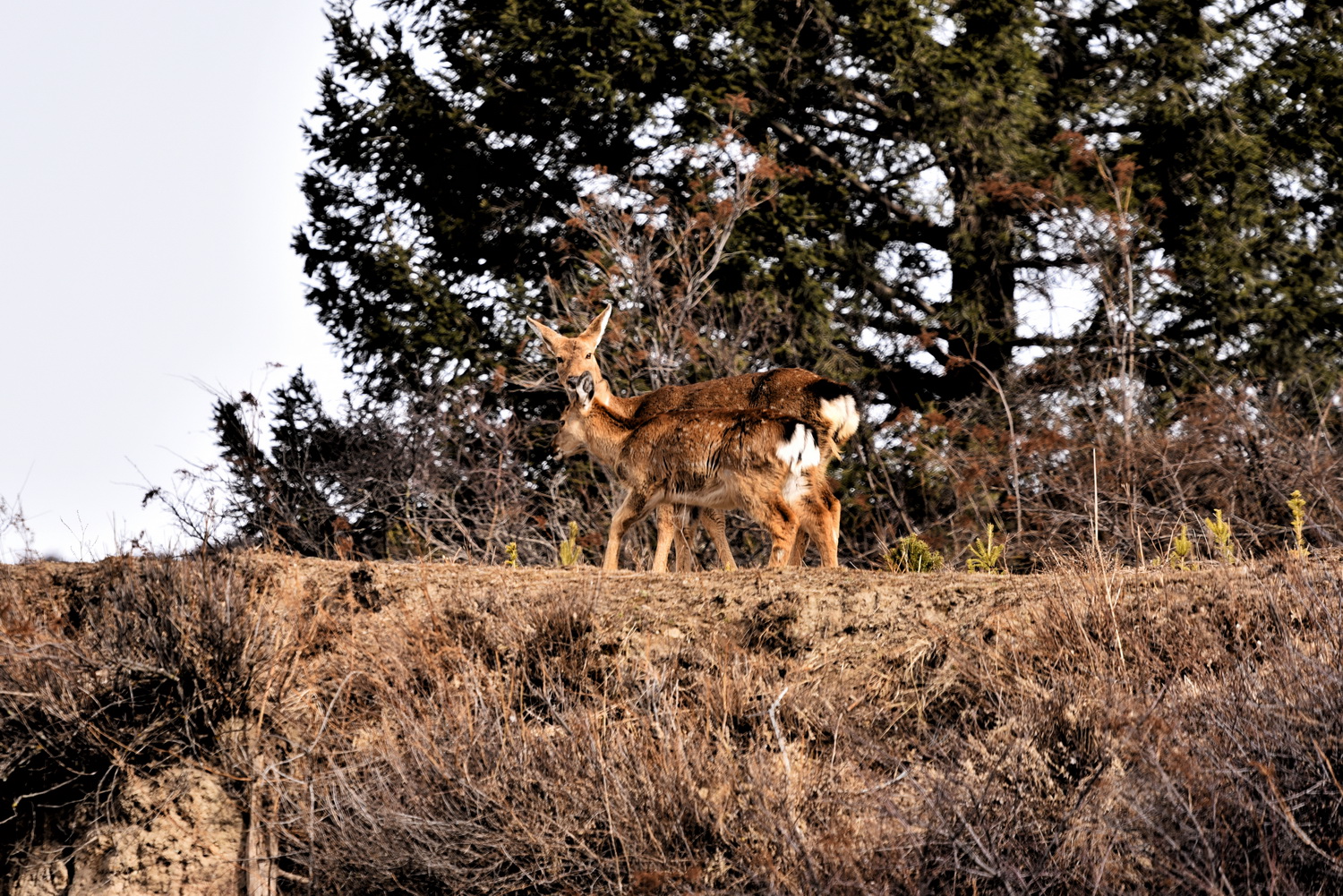 Sichuan Sika Deer in Tiebu Reserve | Photo by Liu Bin