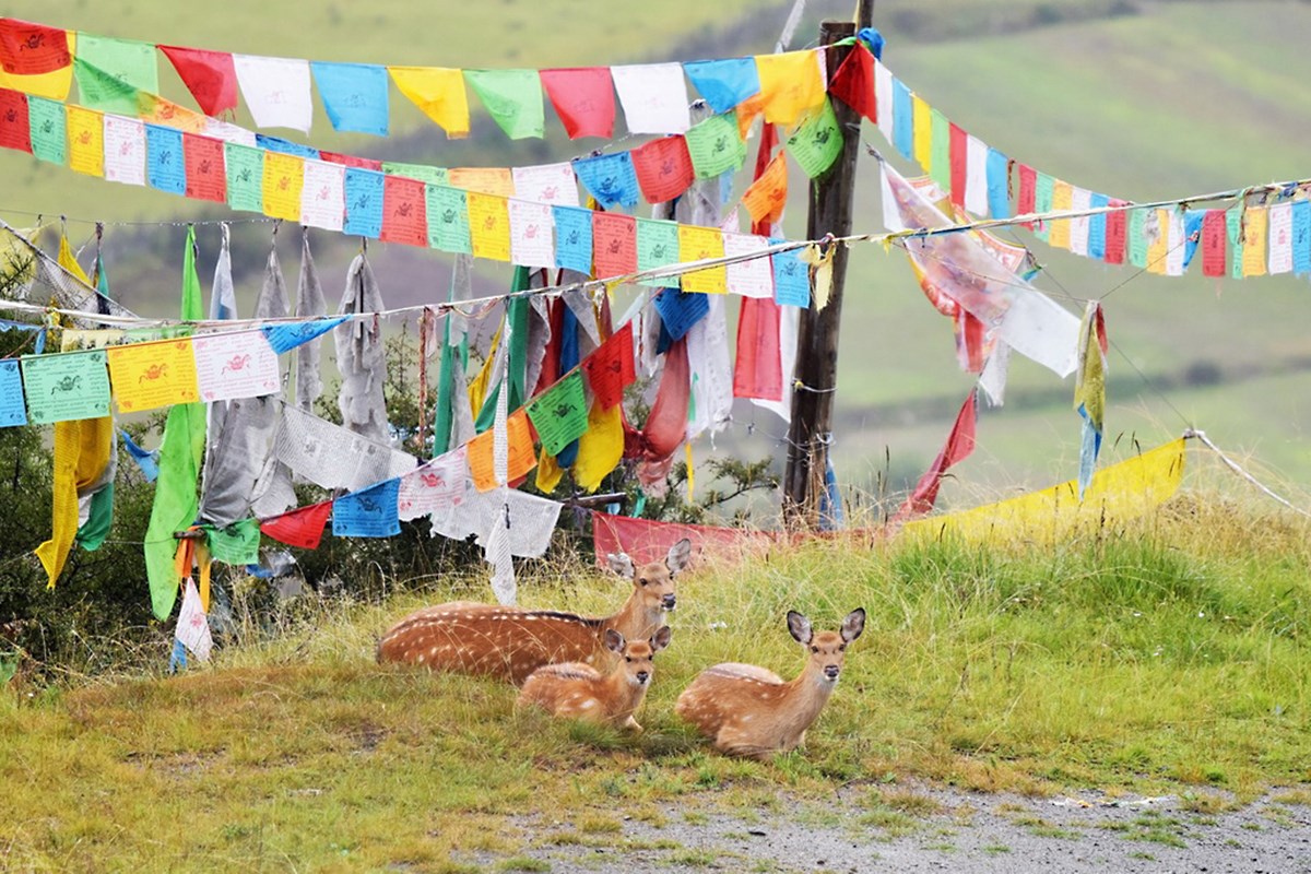 Sichuan Sika Deer in Tiebu Reserve | Photo by Liu Bin