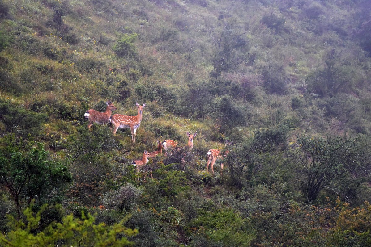 Sichuan Sika Deer in Tiebu Reserve | Photo by Liu Bin
