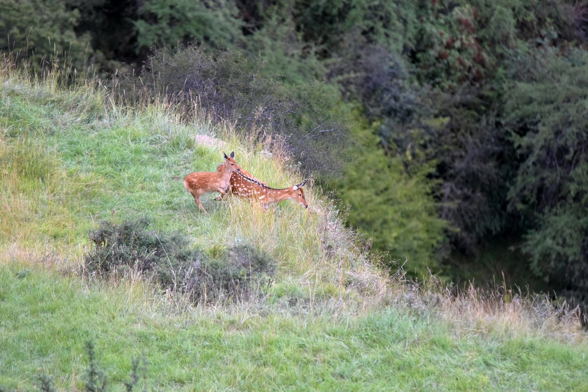 Sichuan Sika Deer in Tiebu Reserve | Photo by Liu Bin