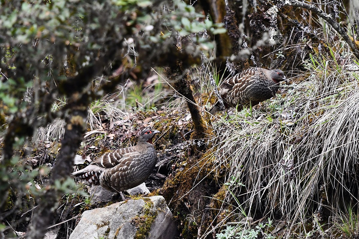 Verreauxs Monal Patridge | Photo by Liu Bin