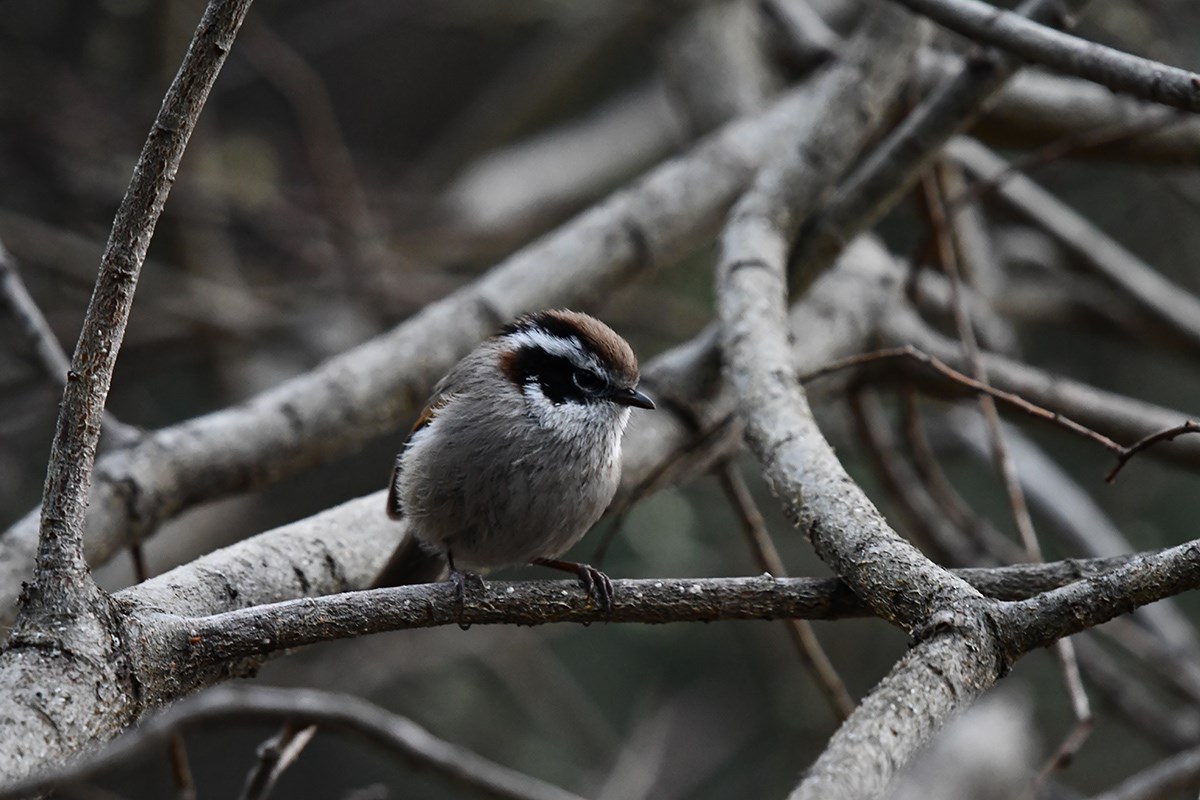 White Browed Fulvetta | Photo by Liu Bin