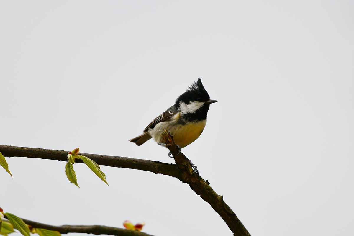 Yellow Bellied Tit | Photo by Liu Bin