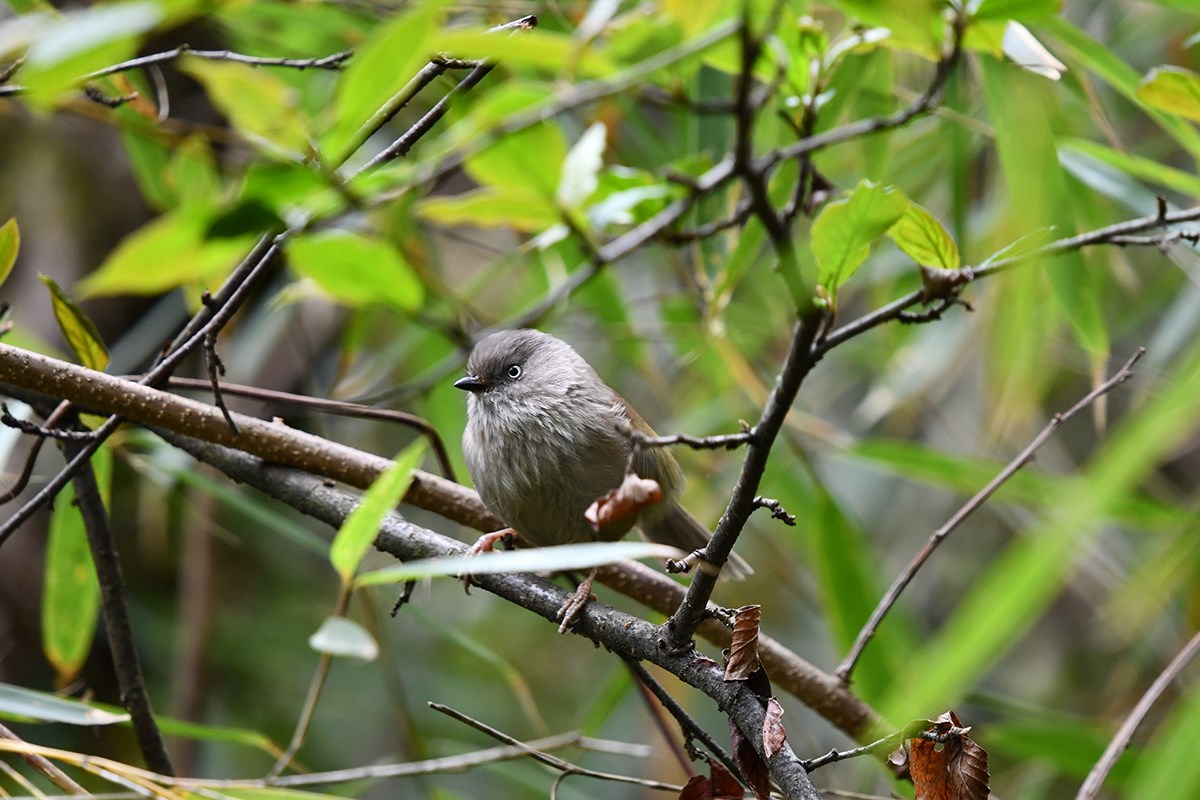 Yunnan Fulvetta | Photo by Liu Bin