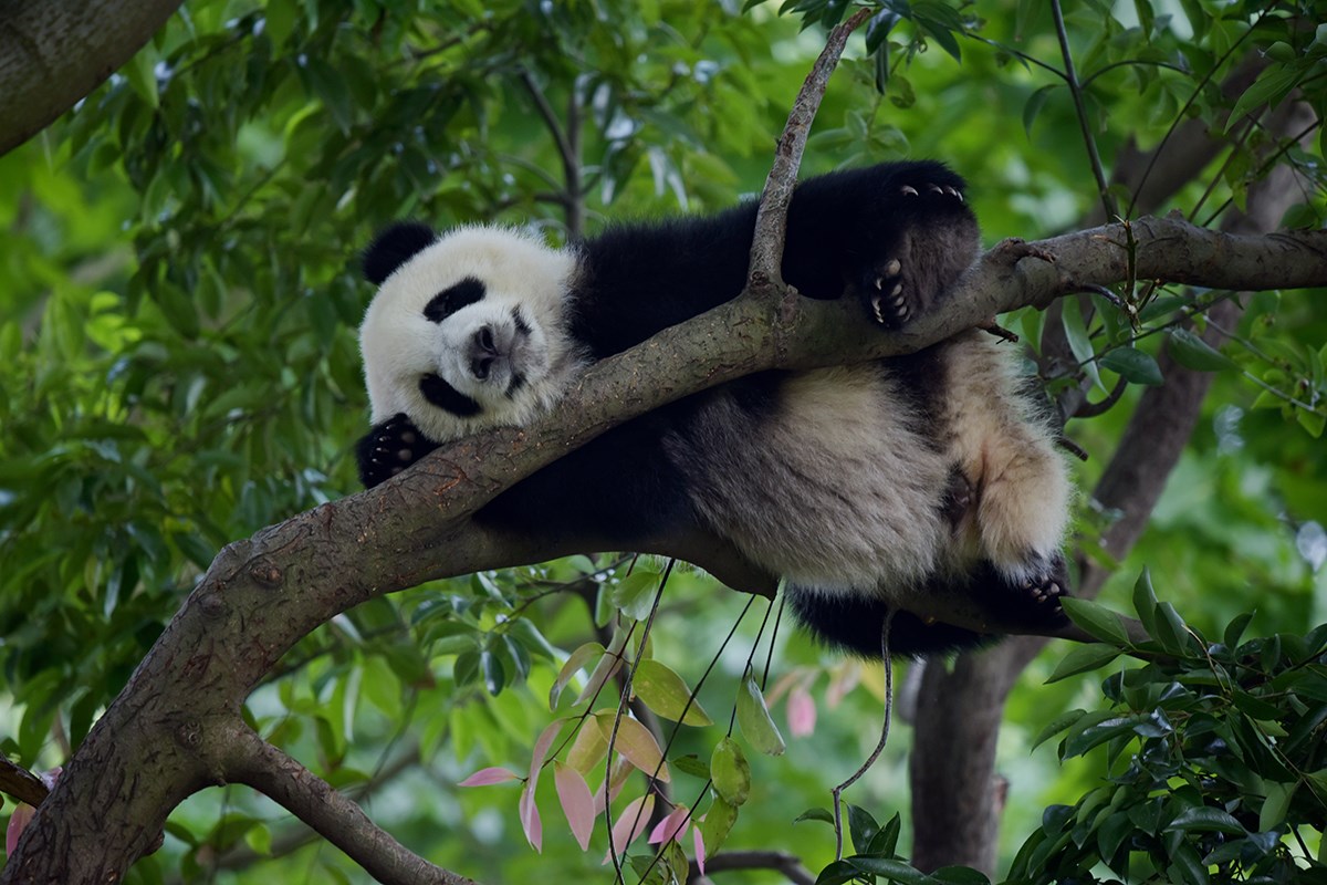 Pandas in Chengdu | Photo by Liu Bin