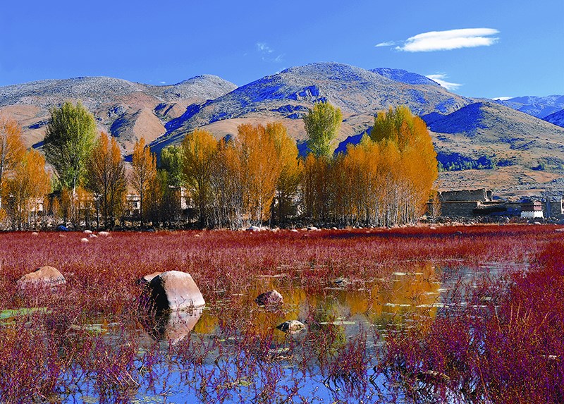 Red Grassland in Daocheng